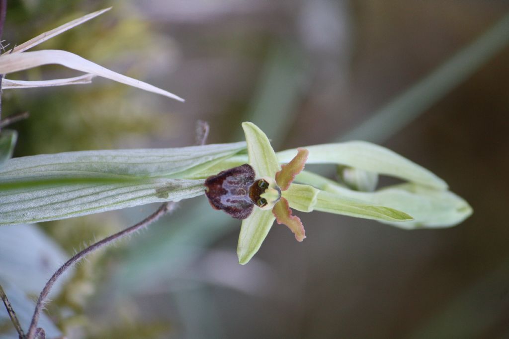 ophrys sphegodes classica
